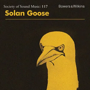 Solan goose
